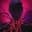 Acolyte by Virtuals