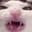 Crunchcat