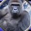 Harambe on Solana