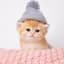 Kitten Wif Hat