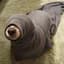 Seal Dog