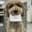 a16z AI Dog