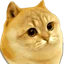 Catge Coin