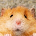 Chip The Wooly Mouse