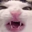 Crunchcat