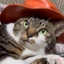 cat wif hat