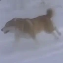 Nietzschean Dog