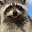 First Convicted Raccoon