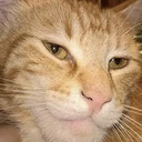 Giga Cat