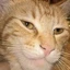 Giga Cat