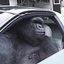 Gorilla In A Coupe
