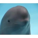 Hanbao the finless porpoise 