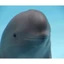 Hanbao the finless porpoise 