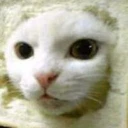 Inbred Cat