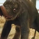 New Baby Elephant Houston Zoo