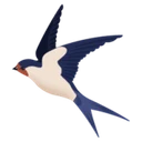 Koel Coin