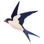 Koel Coin