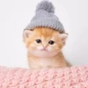 Kitten Wif Hat