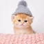 Kitten Wif Hat