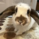 Solport Tom's bunny Lola