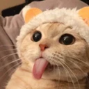 Tongue Cat