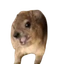 Screaming Hyrax
