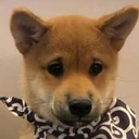 Minidoge (minidoge.co)
