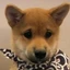 Minidoge (minidoge.co)