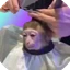 monkeyhaircut 