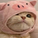 PigCatSol