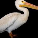 Pelican