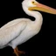 Pelican