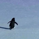Nihilist Penguin
