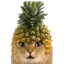Pineapple Cat