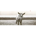 Porsche Lane the Goat