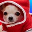 PUPPERS