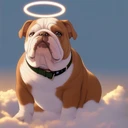 US Ambassador Animal Cruelty Law