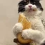 Sandwich Cat