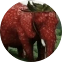 Strawberry Elephant