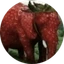 Strawberry Elephant