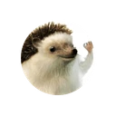 Elon Hedgehog