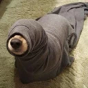 Seal Dog