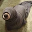 Seal Dog