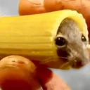 Mouse In Pasta