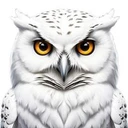 Snowy Owl 