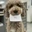 a16z AI Dog
