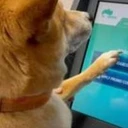 First Dog to Buy Crypto