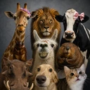 Animals In Crisis